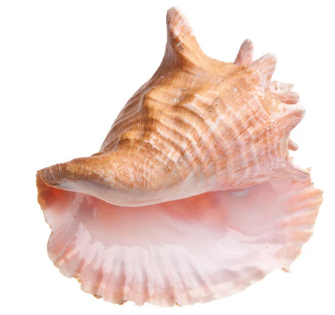 Caribbean Conch for sale at Roche FDM. This is a product image of Caribbean Conch.