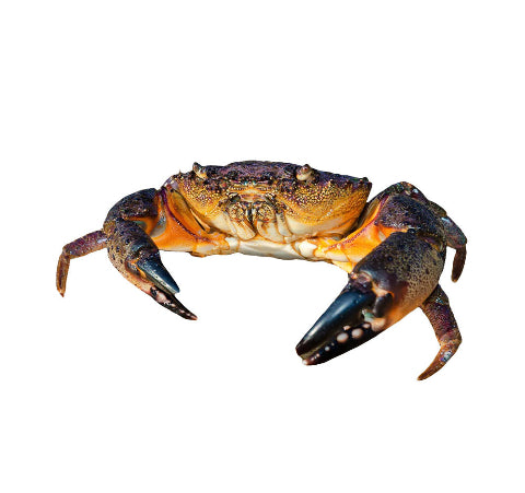 This is a Caribbean Stone Crab. This is a product image of a Caribbean Stone Crab that is for sale at Roche FDM